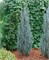Блю Эрроу (Juniperus scopulorum Blue Arrow) 2940