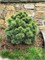 Блю Болл (Pinus koraiensis Blue Ball) 2942