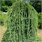 Боринг Уиипер (Larix kaempferi Boring Weeper) 2953