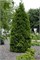 Брабант (Thuja occidentalis Brabant) 2955