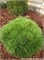 Брепо (Pinus nigra Brepo) 2958