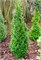 Бробекс Тауэр (Thuja occidentalis Brobeck's Tower) 2960