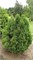 Вагнери (Thuja occidentalis Wagneri) 2968