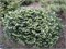 Вальдбрунн (Picea abies Waldbrunn) 2969
