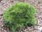 Вальх (Pinus mugo Walch) 2970