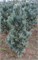 Вандервольфс Пирамид (Pinus flexilis Vanderwolf's Pyramid) 2973