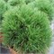 Варелла (Pinus mugo Varella) 2979