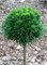Варелла (Pinus mugo Varella) 2981