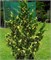 Вариегата (Juniperus chinensis Variegata) 2983
