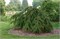 Варлей Пендула (Larix kaempferi Varley Pendula) 2986