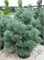 Ватерери (Pinus sylvestris Watereri) 2988
