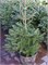 видовая норма (Abies koreana) 2997