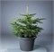 видовая норма (Abies nordmanniana) 2998