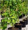 видовая норма (Ginkgo biloba) 3000