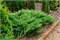 видовая норма (Juniperus sabina) 3006