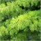 видовая норма (Larix decidua) 3008