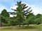 видовая норма (Larix marschlinsii) 3012