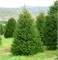 видовая норма (Picea abies) 3018