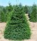видовая норма (Picea omorika) 3019