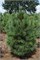 видовая норма (Pinus cembra) 3021