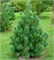 видовая норма (Pinus peuce) 3022