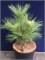 видовая норма (Pinus schwerinii) 3023