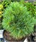 видовая норма (Pinus strobus) 3024