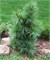 видовая норма (Pinus wallichiana) 3026