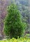 видовая норма (Sciadopitys verticillata) 3028
