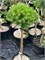Виел (Pinus uncinata Wiel) 3031