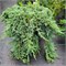 Вилтони (Juniperus horizontalis Wiltonii) 3036