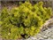 Винтер Голд (Pinus mugo Winter Gold) 3045