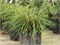 Випкорд (Thuja plicata Whipcord) 3055