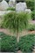 Випкорд (Thuja plicata Whipcord) 3056