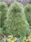 Виридис Компакта (Pinus sylvestris Viridis Compacta) 3059