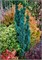 Висселс Сагуара (Chamaecyparis lawsoniana Wissel's Saguaro) 3060
