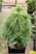 Витхорст (Pinus schwerinii Wiethorst) 3066