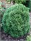 Вотерфилд (Thuja occidentalis Waterfield) 3067