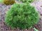 Гессе (Pinus mugo Hesse) 3082