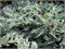 Гласиер (Juniperus horizontalis Glacier) 3083