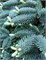 Глаука (Abies pinsapo Glauca) 3084