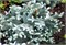 Глаука (Abies procera Glauca) 3085