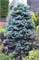 Глаука (Picea pungens Glauca) 3087