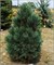 Глаука (Pinus cembra Glauca) 3089