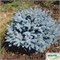 Глаука Глобоза (Picea pungens Glauca Globosa) 3094