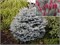 Глаука Маджестик Блю (Picea pungens Glauca Majestic Blue) 3103