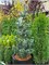Глаука Нана (Pinus parviflora Glauca Nana) 3104