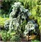 Глаука Пендула (Picea pungens Glauca Pendula) 3105