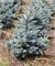 Глаука Супер Блю Сидлинг (Picea pungens Glauca Super Blue Seedling) 3106