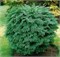 Глобоза (Chamaecyparis lawsoniana Globosa) 3109